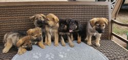 German Shepherd puppies available