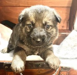 Male German Shepherd Puppies for Sale Nacogdoches Texas
