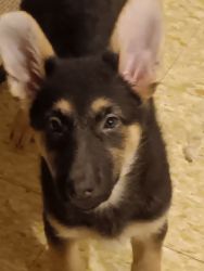 Cute paper trained German Shepherd Puppies for sale ready to go
