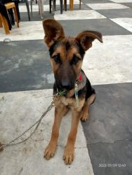 Pure 3 months old german shepherd puppy with long ear and long hair