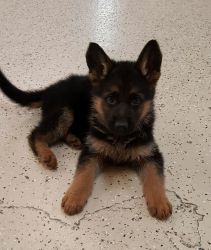 New Born German Shepherd Puppies AVIALABLE