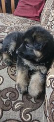 German Shepherd Male puppy for sale