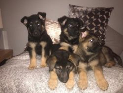 Genuine German Shepherd Puppies For Sale