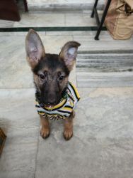 FemaleGerman shepherd single coat two months old for sale at low price