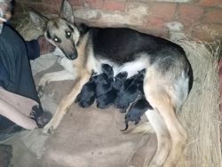 Jerman Shephard puppies male and available for sell delivery on 31 jan