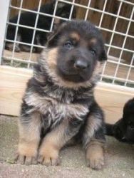 Double coat gsd female male puppies