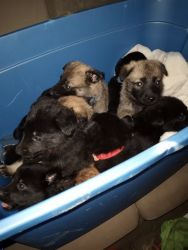 German shepherd pups non registered