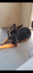 Female german Shepard 4 months puppy. Willing to negotiate price