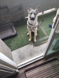 Need to sell my purebred shepherd with a big yard