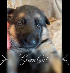 German Shepherd Puppy-Green Girl
