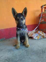 German Shepherd puppy less than 3 Months with Black and Tin color