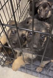 4 German puppies for sale! 3 Girls 1 Boy