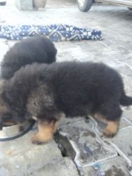 Long coat and double coat gsd puppies