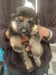 German shepherd Dogs puppies for sale