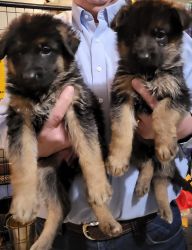Beautiful Black and Red German Shepherd Puppies