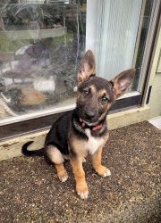 Girl GSD looking for new family