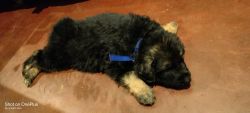 Pure cross gsd...with long coat 45 days puppy