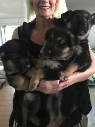 8 week old German Shepard ready to go to their forever home