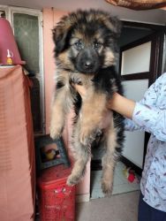 Active gsd female 2 month puppy for sale