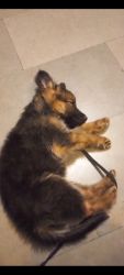 German shepherd puppy to sell
