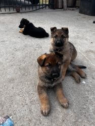German Shepperd puppies