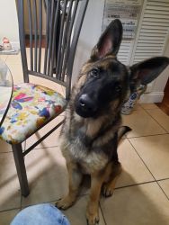 6 month old pure bred male german shephard pup