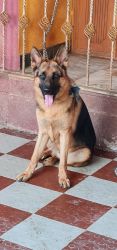 9 month old GSD heavy bone first feed short coat pure breed