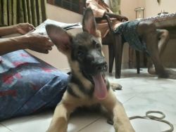 German shepherd male puppy available.