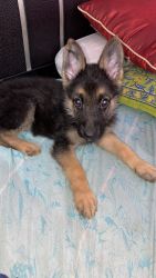 Gsd puppy for sale