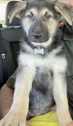 GSD puppers