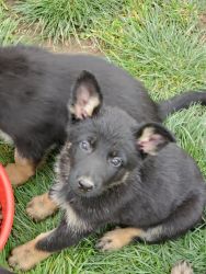GSD ready for new home
