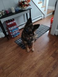 German Shephard looking for a new home. Located in Gardner Mass 01440