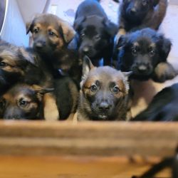 8 week German Shepherd Puppies Ready for Rehoming