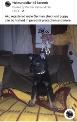 Akc registered German shepherd puppy Male and females available