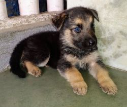 Bluish Eyes German Shepherd Male Puppy Available for Sale