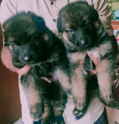 German shepherd 1 month old pups 1 male and 2 female