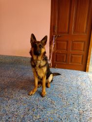 GSD puppy 9 month old fully active & socialized pure breed