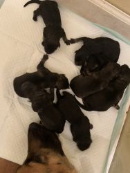 New born German Shepard puppies akc registered.