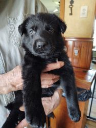 AKC Black and White German Shepard pups available 4/29