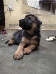 Germanshephard pup rich in colour,fully active and in perfect angulati