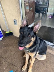 11 month old German shepherd available