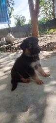 German Puppies for Sale