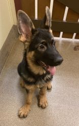 Adorable German Shepard puppy for sale