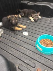 Newly born German puppies price is negotiable