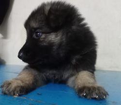 GSD double bush coat puppies for sale in Pondicherry