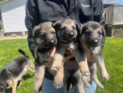 CKC German Shepherd Puppies