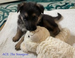 German Shepherd Puppies for Sale!