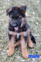 Long-haired German shepherd puppies for sale