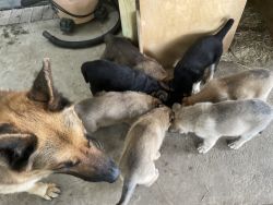 Mixed German Shepherd puppies