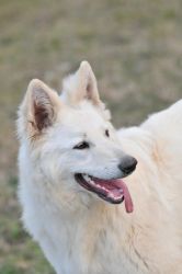 Cleo | White Swiss Shepherd for sale